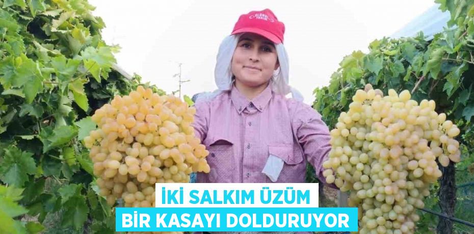 İKİ SALKIM ÜZÜM BİR KASAYI DOLDURUYOR