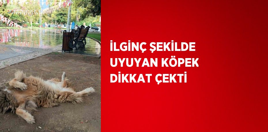 İLGİNÇ ŞEKİLDE UYUYAN KÖPEK DİKKAT ÇEKTİ