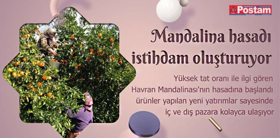 Mandalina hasadı istihdam oluşturuyor