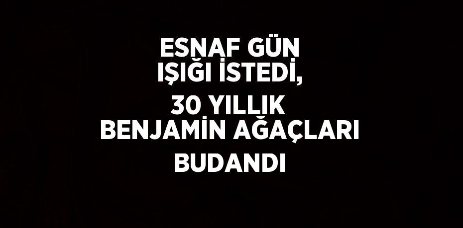 ESNAF GÜN IŞIĞI İSTEDİ, 30 YILLIK BENJAMİN AĞAÇLARI BUDANDI