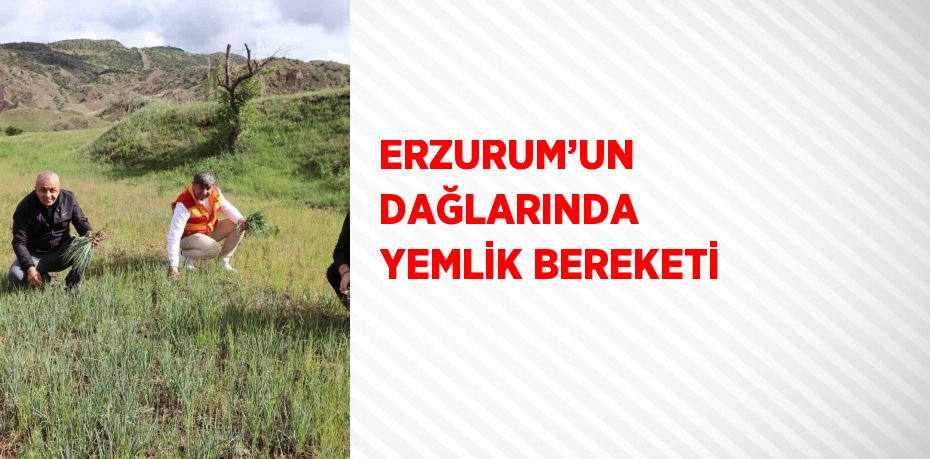 ERZURUM’UN DAĞLARINDA YEMLİK BEREKETİ