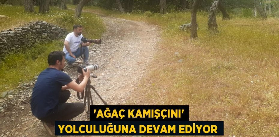 'Ağaç Kamışçını' yolculuğuna devam ediyor