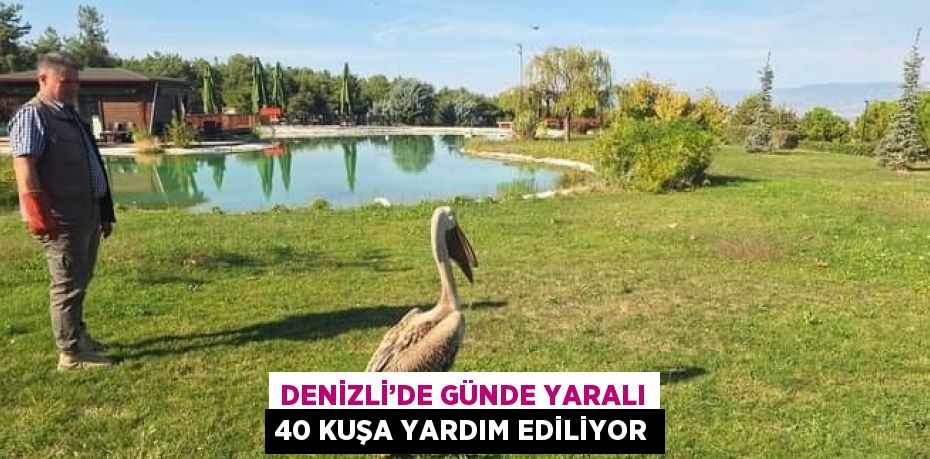 DENİZLİ’DE GÜNDE YARALI 40 KUŞA YARDIM EDİLİYOR