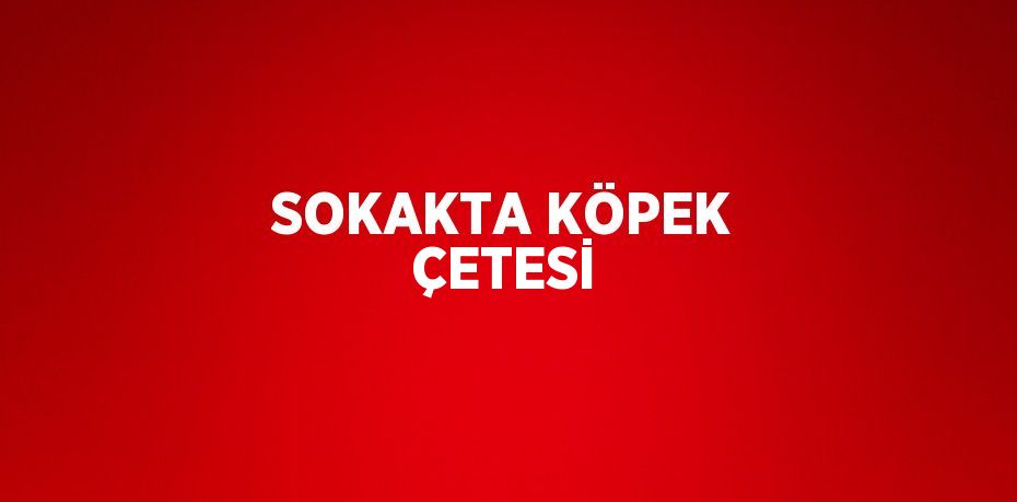 SOKAKTA KÖPEK ÇETESİ