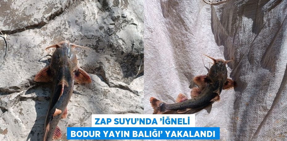 ZAP SUYU’NDA ’İĞNELİ BODUR YAYIN BALIĞI’ YAKALANDI