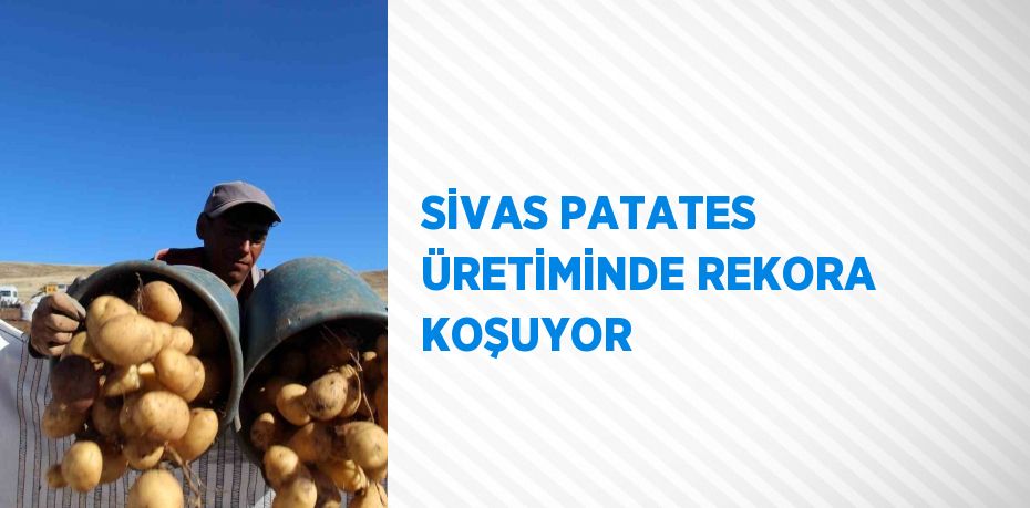 SİVAS PATATES ÜRETİMİNDE REKORA KOŞUYOR