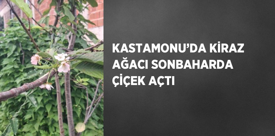 KASTAMONU’DA KİRAZ AĞACI SONBAHARDA ÇİÇEK AÇTI