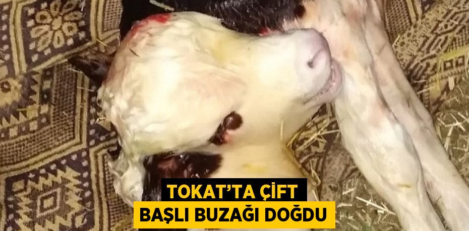 TOKAT’TA ÇİFT BAŞLI BUZAĞI DOĞDU