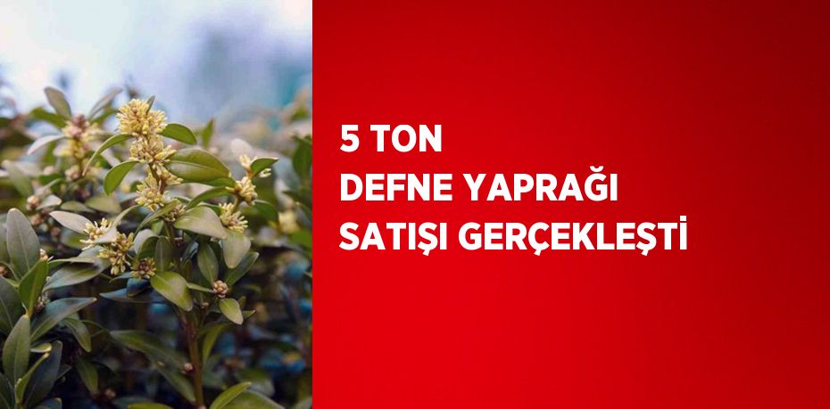 5 TON DEFNE YAPRAĞI SATIŞI GERÇEKLEŞTİ