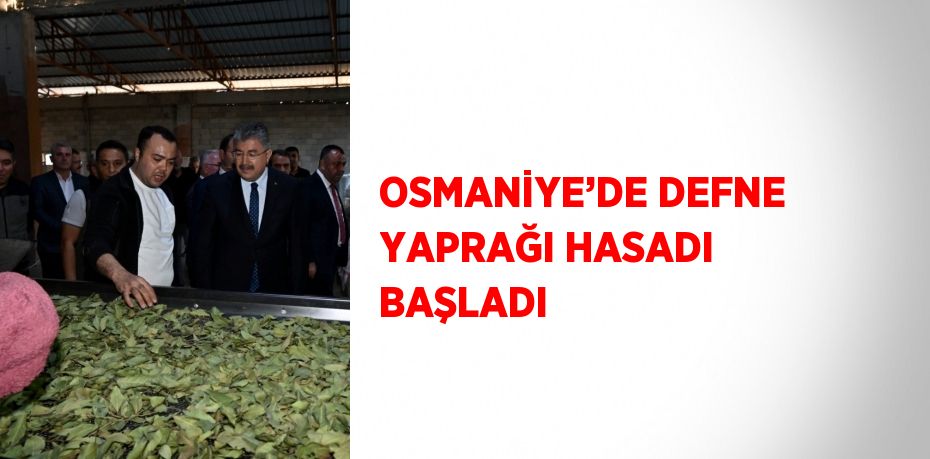 OSMANİYE’DE DEFNE YAPRAĞI HASADI BAŞLADI