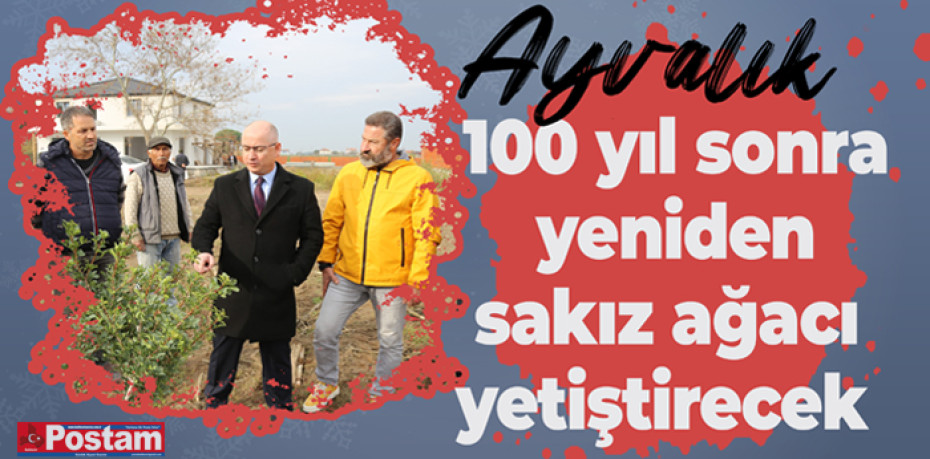 Ayvalık 100 yıl sonra yeniden sakız ağacı yetiştirecek