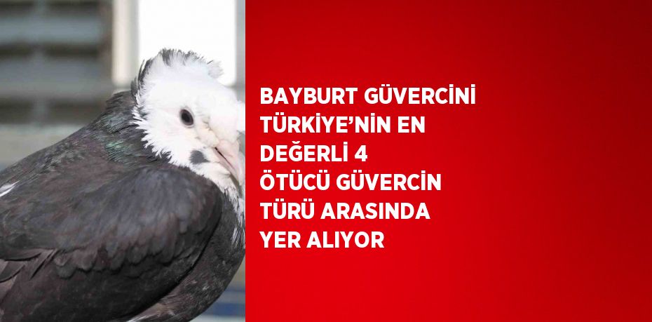 BAYBURT GÜVERCİNİ TÜRKİYE’NİN EN DEĞERLİ 4 ÖTÜCÜ GÜVERCİN TÜRÜ ARASINDA YER ALIYOR