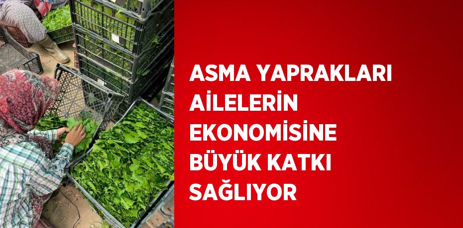 ASMA YAPRAKLARI AİLELERİN EKONOMİSİNE BÜYÜK KATKI SAĞLIYOR