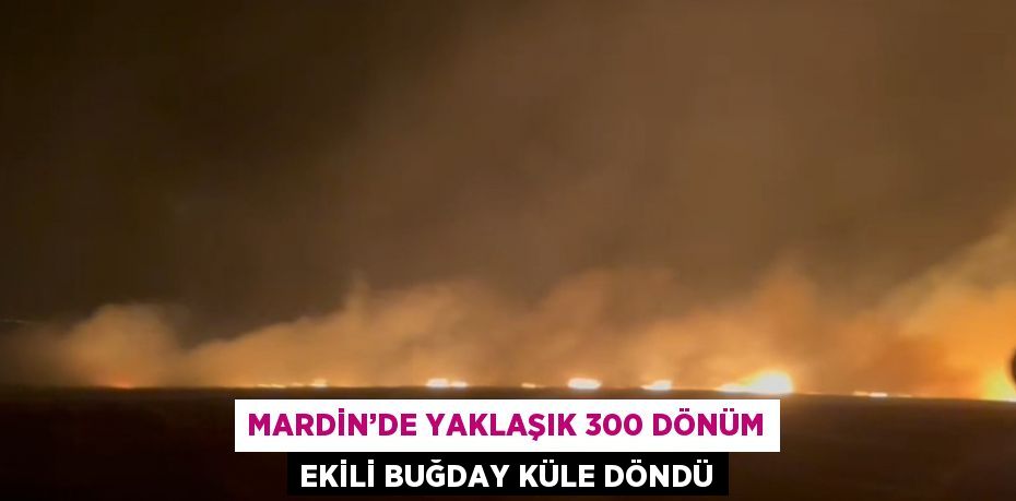 MARDİN’DE YAKLAŞIK 300 DÖNÜM EKİLİ BUĞDAY KÜLE DÖNDÜ