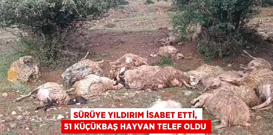 SÜRÜYE YILDIRIM İSABET ETTİ, 51 KÜÇÜKBAŞ HAYVAN TELEF OLDU