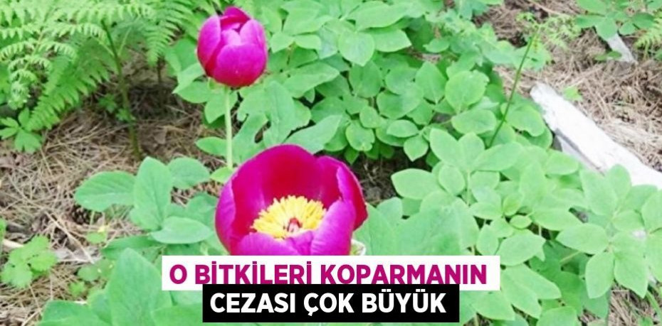 O bitkileri koparmanın cezası çok büyük