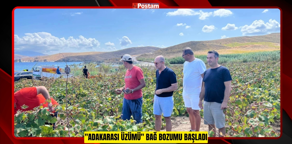 "ADAKARASI ÜZÜMÜ" BAĞ BOZUMU BAŞLADI