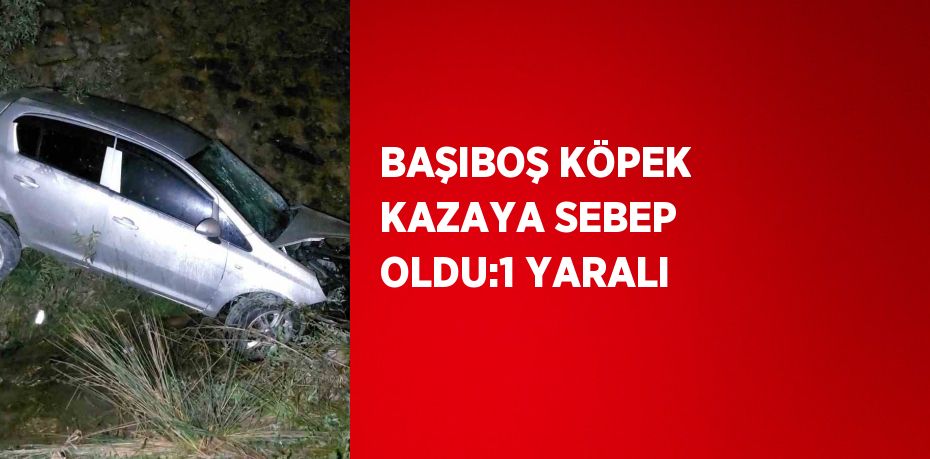 BAŞIBOŞ KÖPEK KAZAYA SEBEP OLDU:1 YARALI