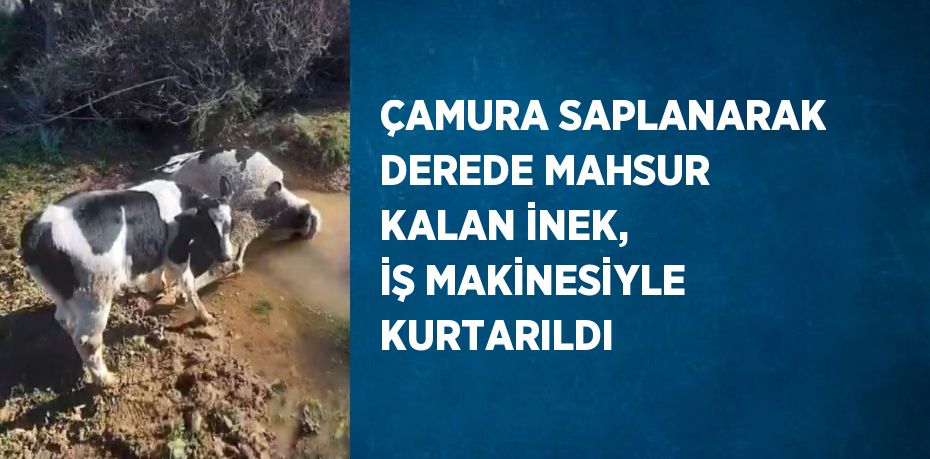 ÇAMURA SAPLANARAK DEREDE MAHSUR KALAN İNEK, İŞ MAKİNESİYLE KURTARILDI