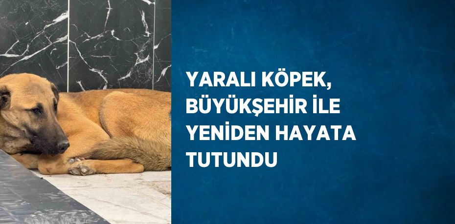 YARALI KÖPEK, BÜYÜKŞEHİR İLE YENİDEN HAYATA TUTUNDU