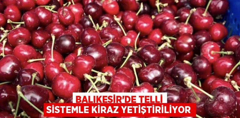 Balıkesir’de Telli Sistemle Kiraz Yetiştiriliyor