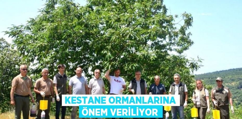 Kestane ormanlarına önem veriliyor