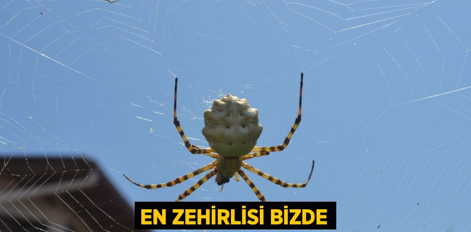 En zehirlisi bizde