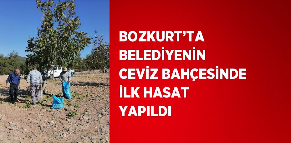 BOZKURT’TA BELEDİYENİN CEVİZ BAHÇESİNDE İLK HASAT YAPILDI