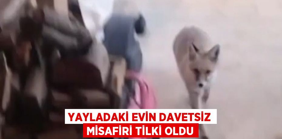 YAYLADAKİ EVİN DAVETSİZ MİSAFİRİ TİLKİ OLDU