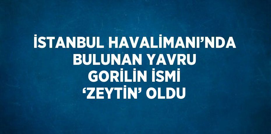 İSTANBUL HAVALİMANI’NDA BULUNAN YAVRU GORİLİN İSMİ ‘ZEYTİN’ OLDU