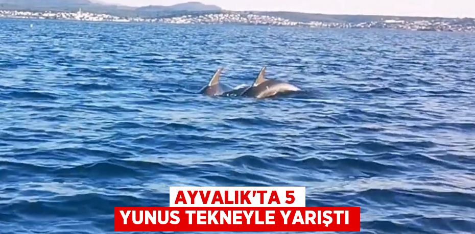 AYVALIK’TA 5 YUNUS TEKNEYLE YARIŞTI