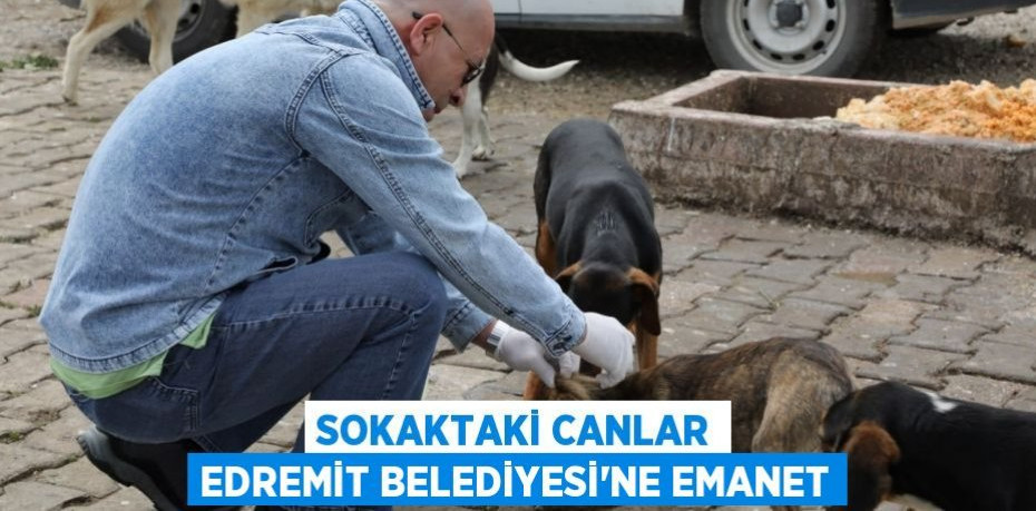 SOKAKTAKİ CANLAR EDREMİT BELEDİYESİ’NE EMANET