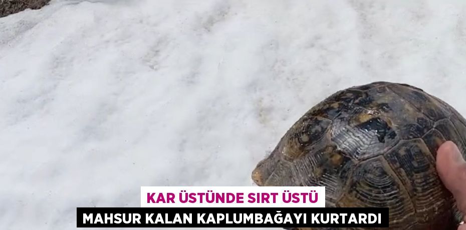 KAR ÜSTÜNDE SIRT ÜSTÜ MAHSUR KALAN KAPLUMBAĞAYI KURTARDI