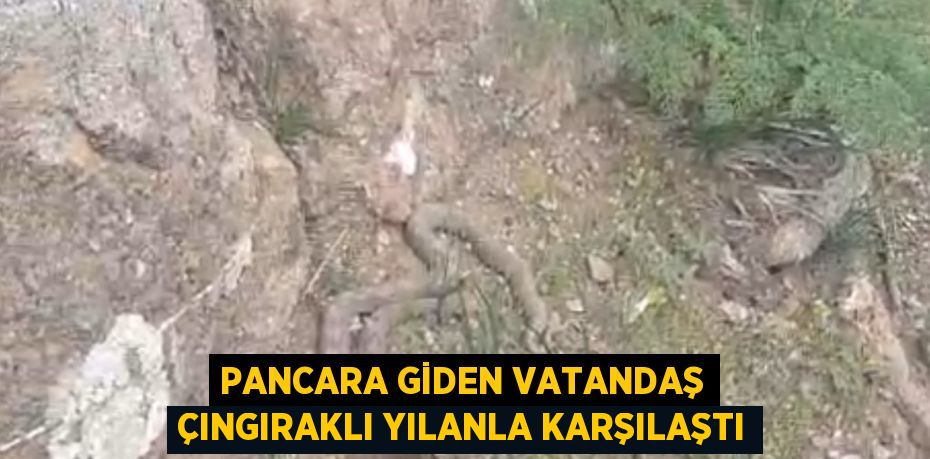 PANCARA GİDEN VATANDAŞ ÇINGIRAKLI YILANLA KARŞILAŞTI