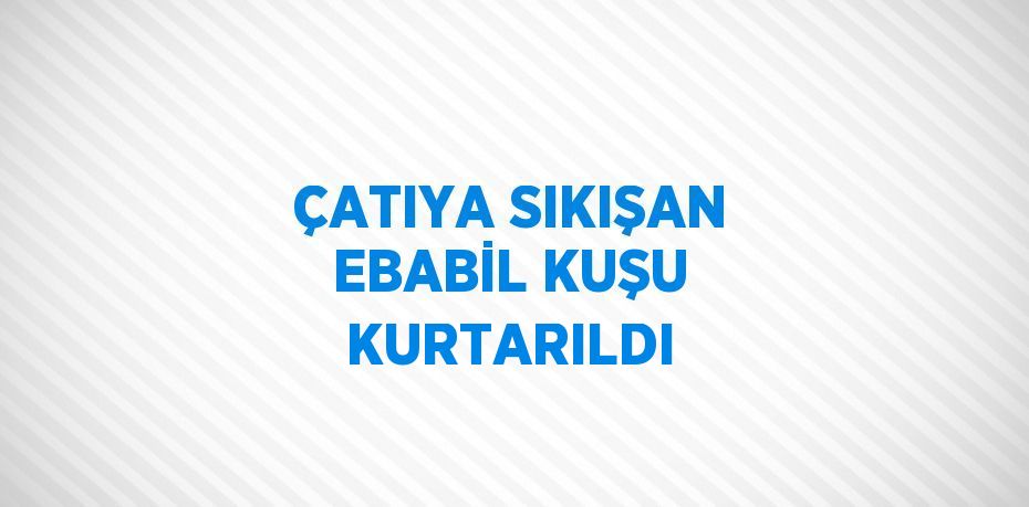 ÇATIYA SIKIŞAN EBABİL KUŞU KURTARILDI