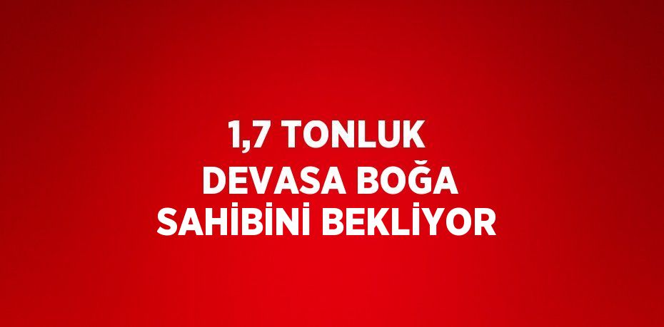 1,7 TONLUK DEVASA BOĞA SAHİBİNİ BEKLİYOR