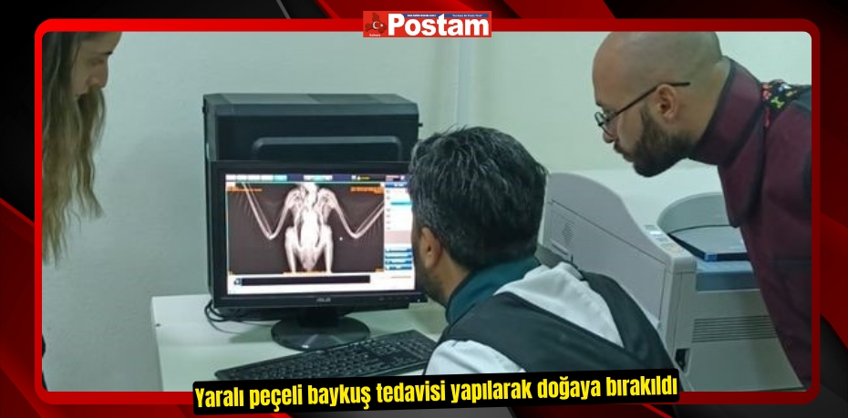 Yaralı peçeli baykuş tedavisi yapılarak doğaya bırakıldı