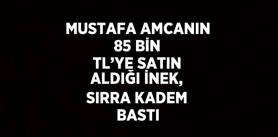 MUSTAFA AMCANIN 85 BİN TL’YE SATIN ALDIĞI İNEK, SIRRA KADEM BASTI