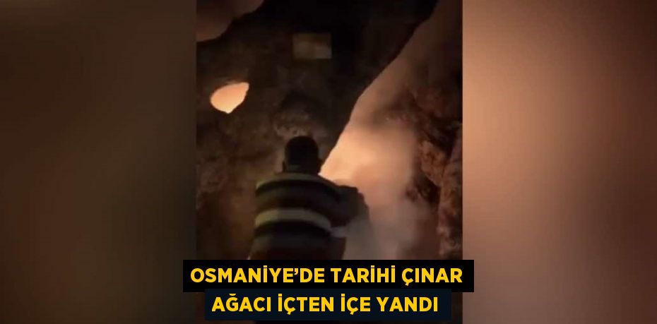 OSMANİYE’DE TARİHİ ÇINAR AĞACI İÇTEN İÇE YANDI