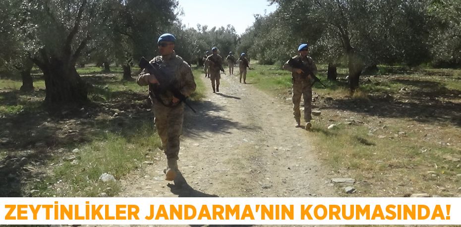 ZEYTİNLİKLER JANDARMA'NIN KORUMASINDA!