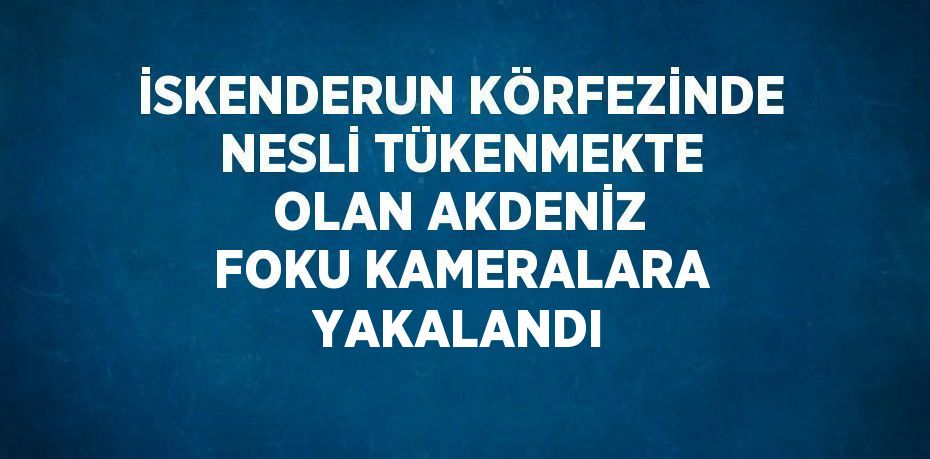 İSKENDERUN KÖRFEZİNDE NESLİ TÜKENMEKTE OLAN AKDENİZ FOKU KAMERALARA YAKALANDI