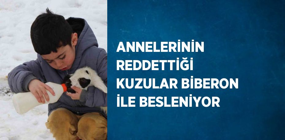 ANNELERİNİN REDDETTİĞİ KUZULAR BİBERON İLE BESLENİYOR