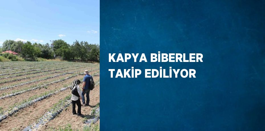 KAPYA BİBERLER TAKİP EDİLİYOR