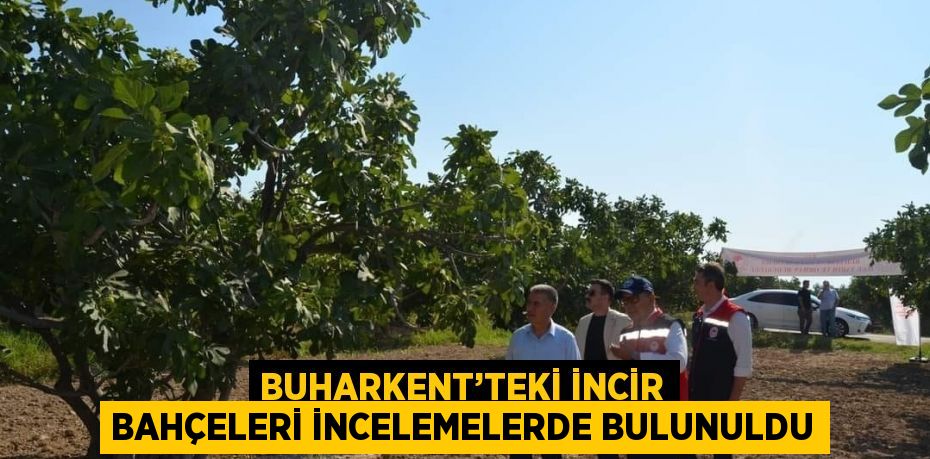 BUHARKENT’TEKİ İNCİR BAHÇELERİ İNCELEMELERDE BULUNULDU