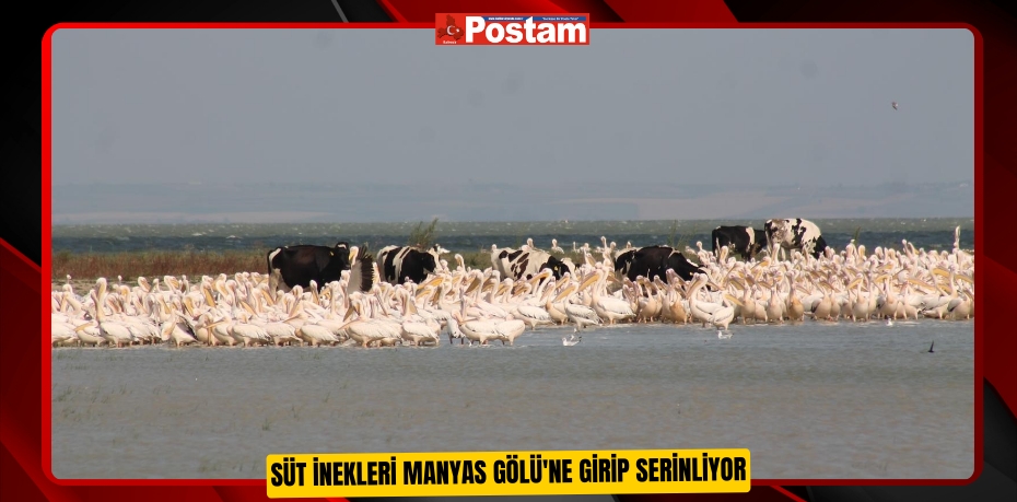 Süt inekleri Manyas Gölü'ne girip serinliyor