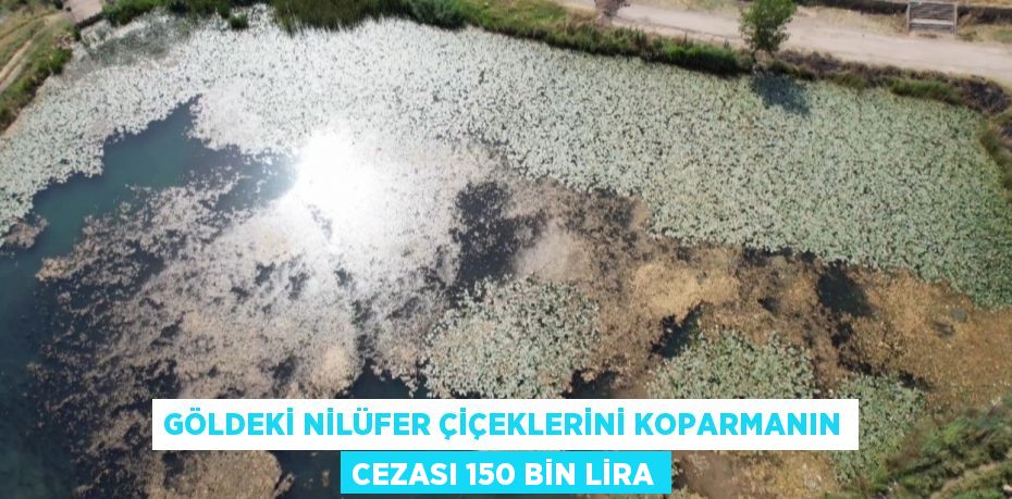 GÖLDEKİ NİLÜFER ÇİÇEKLERİNİ KOPARMANIN CEZASI 150 BİN LİRA