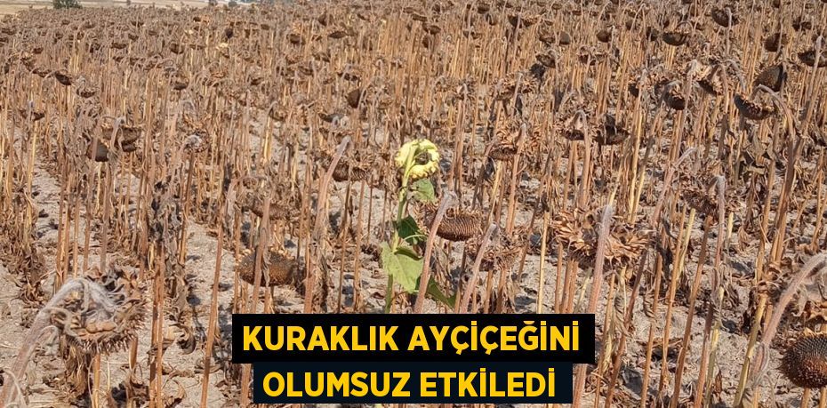 Kuraklık ayçiçeğini olumsuz etkiledi