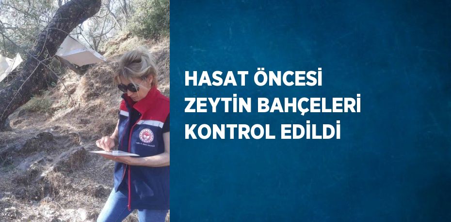 HASAT ÖNCESİ ZEYTİN BAHÇELERİ KONTROL EDİLDİ