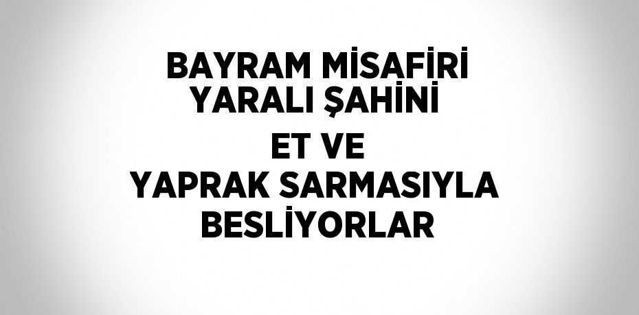 BAYRAM MİSAFİRİ YARALI ŞAHİNİ ET VE YAPRAK SARMASIYLA BESLİYORLAR