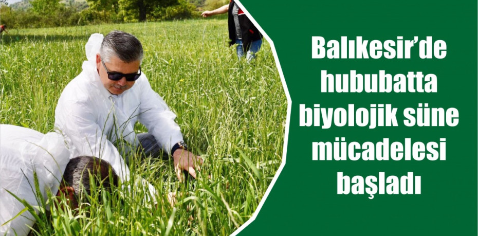 Balıkesir’de hububatta biyolojik süne mücadelesi başladı